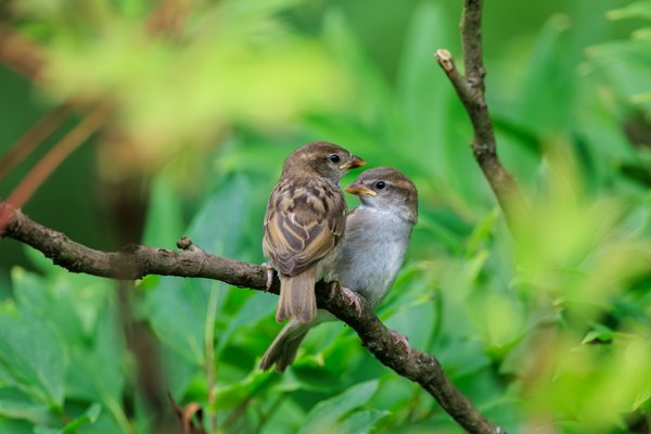 House Sparrow