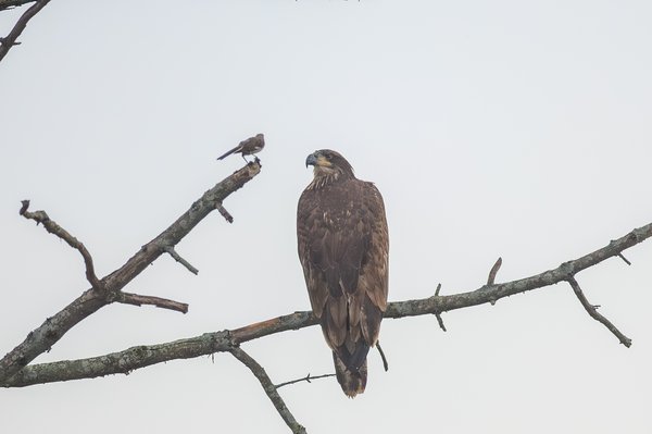 Bald Eagle