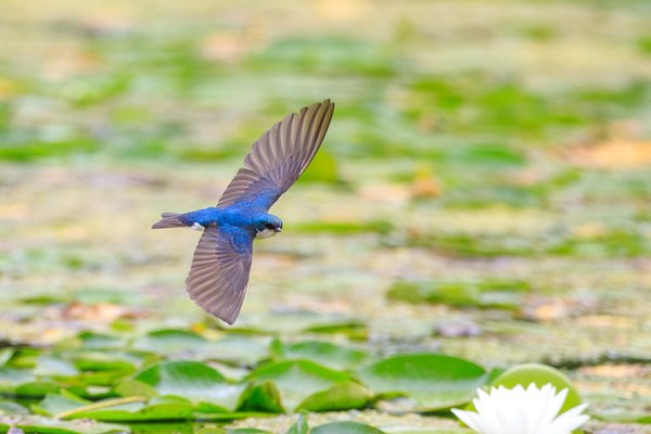 Tree Swallow
