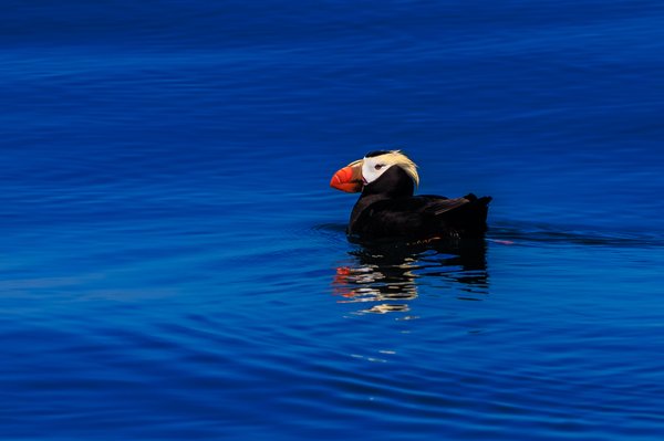 Tufted Puffin