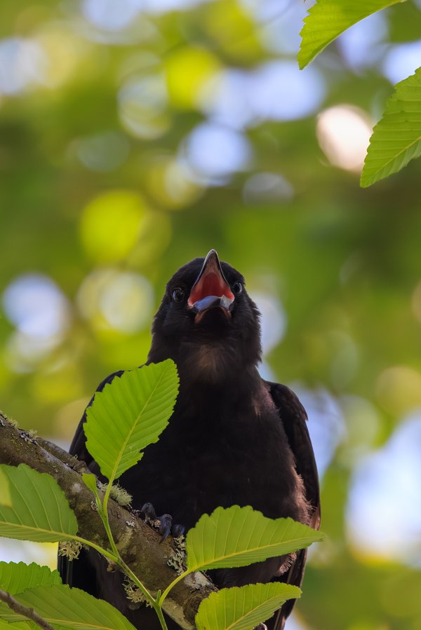 American Crow