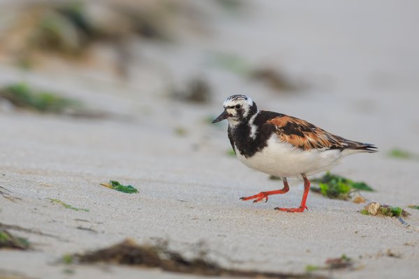 Ruddy Turnstone