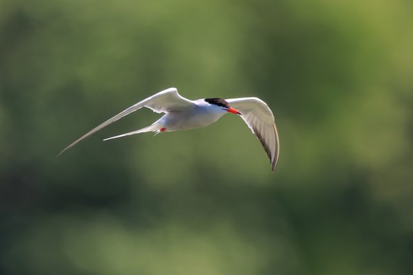 Common Tern