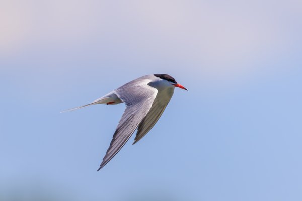 Forster's Tern