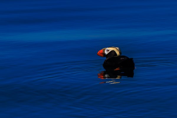 Tufted Puffin