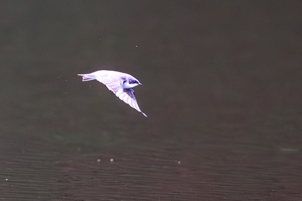 Tree Swallow