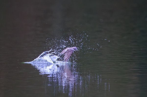 Tree Swallow
