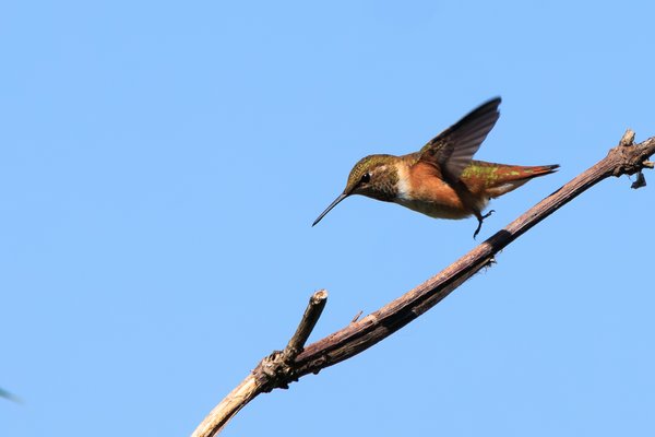 Allen's Hummingbird
