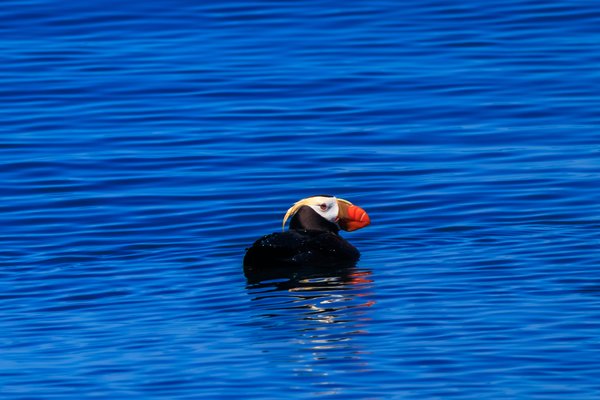 Tufted Puffin