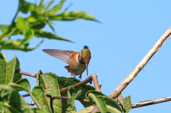 Allen's Hummingbird