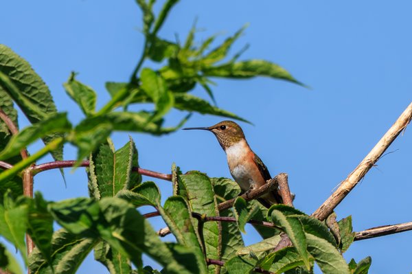 Allen's Hummingbird