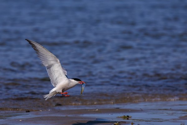 Common Tern