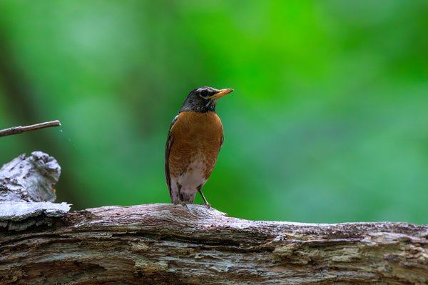 American Robin