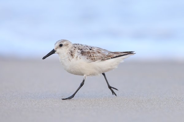 Sanderling