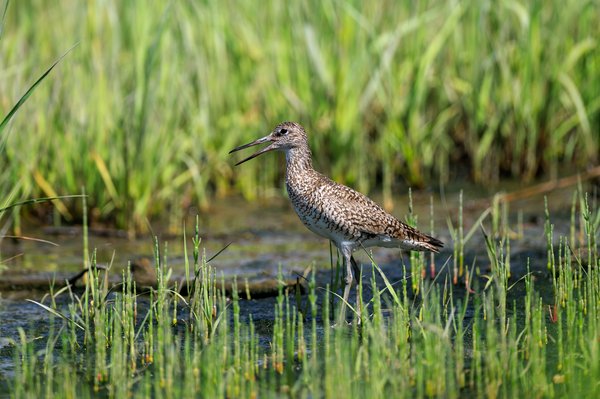 Greater Yellowlegs