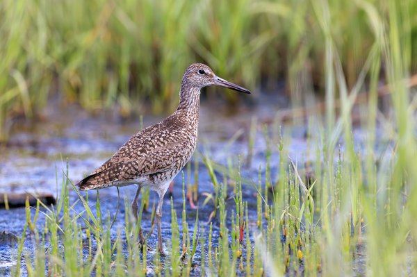 Willet