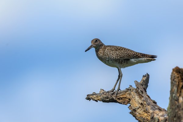 Willet
