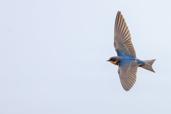 Barn Swallow