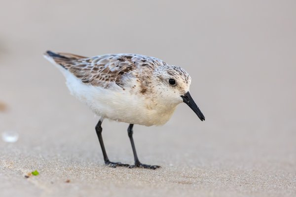 Semipalmated Sandpiper