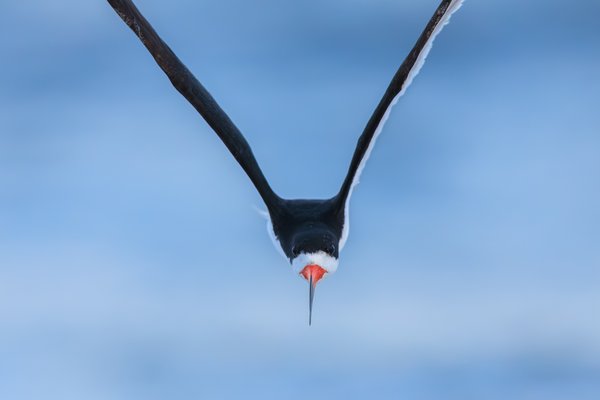 Black Skimmer