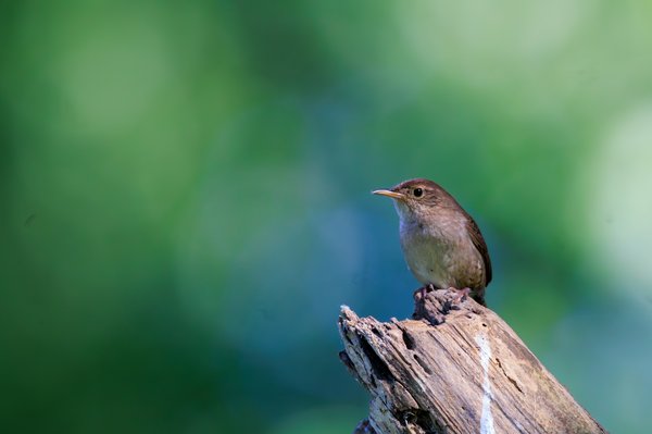 Northern House Wren
