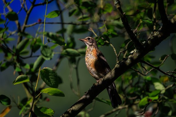 American Robin