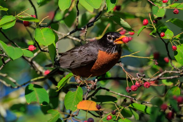 American Robin