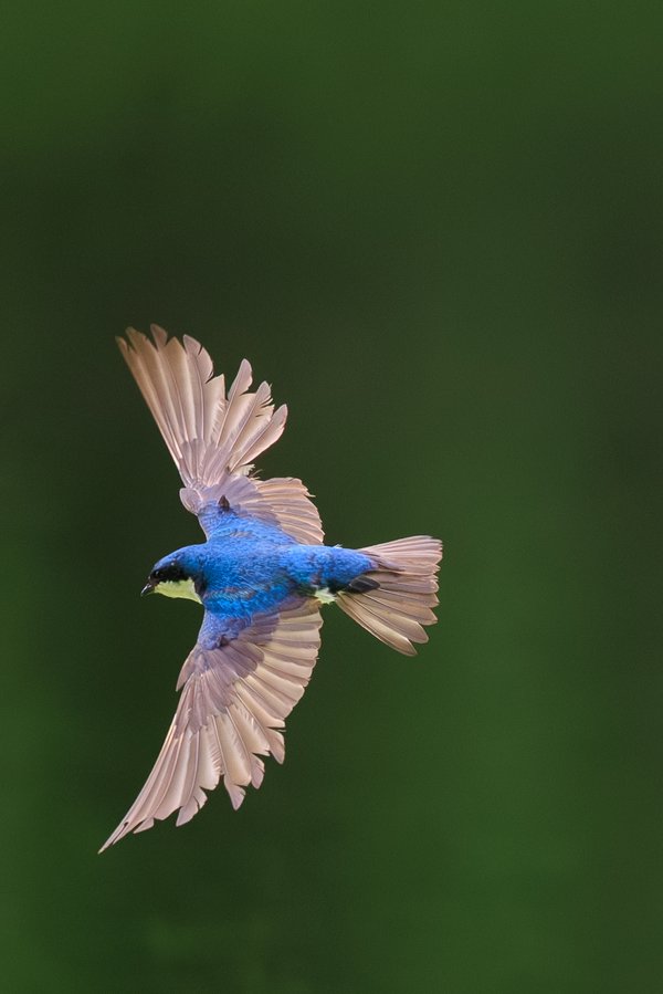 Tree Swallow