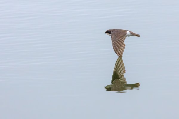 Tree Swallow