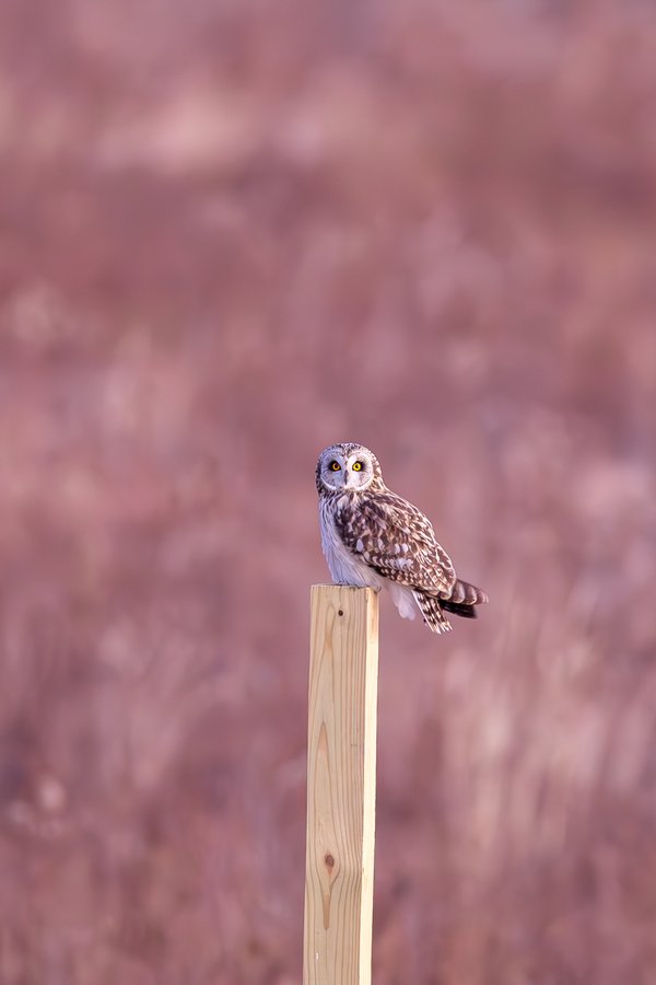 Short-eared Owl
