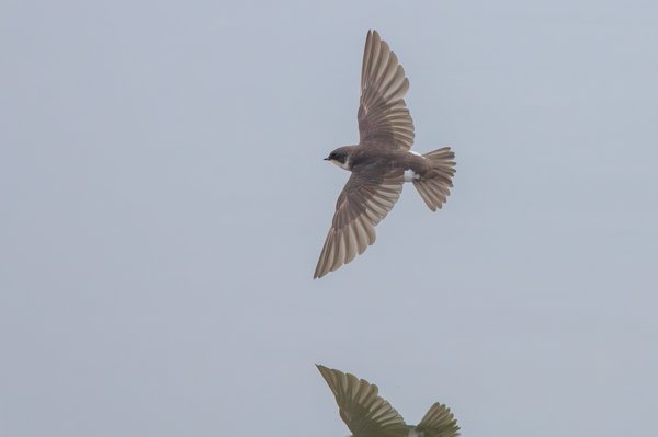 Tree Swallow