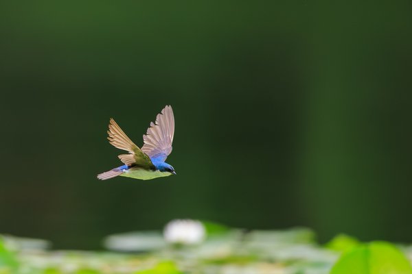Tree Swallow