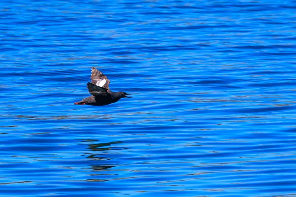 Pigeon Guillemot