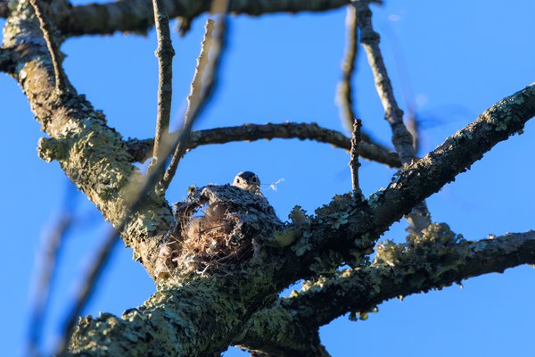 Blue-gray Gnatcatcher