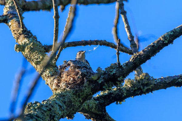 White-breasted Nuthatch