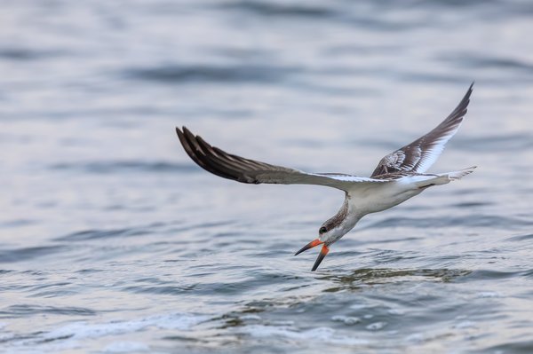 Black Skimmer