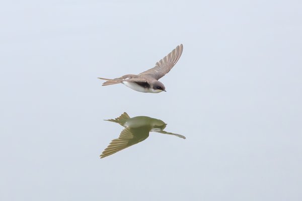 Tree Swallow