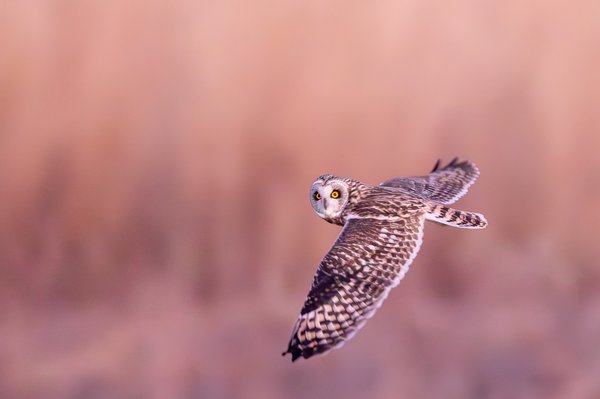 Short-eared Owl