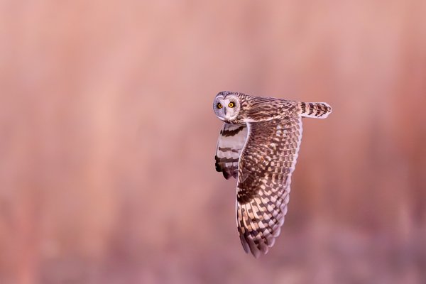 Short-eared Owl