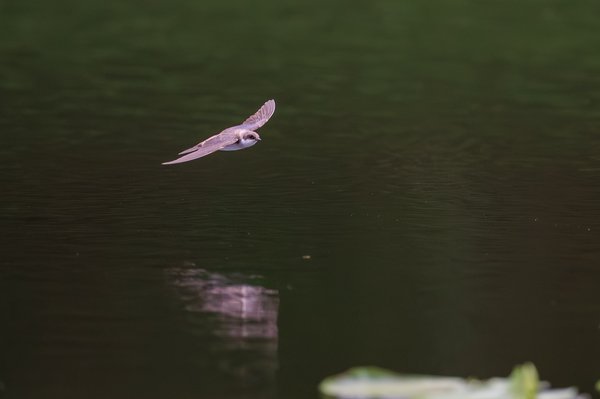 Tree Swallow