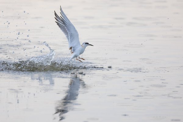 Forster's Tern