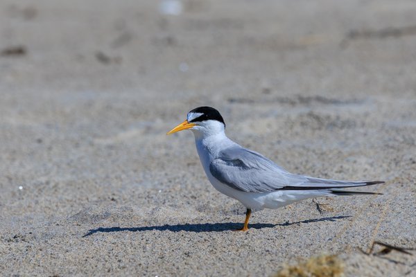 Least Tern