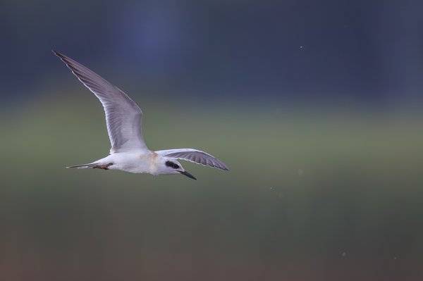 Forster's Tern