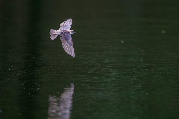 Tree Swallow