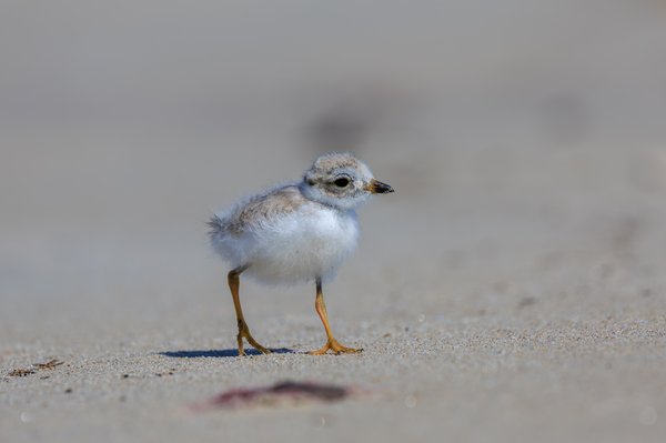 Piping Plover