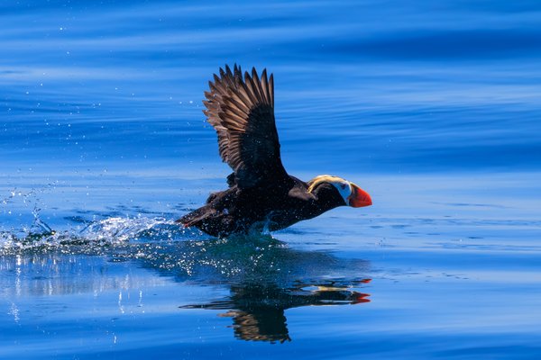 Tufted Puffin