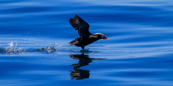 Tufted Puffin