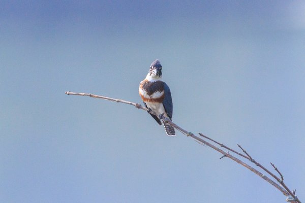Belted Kingfisher