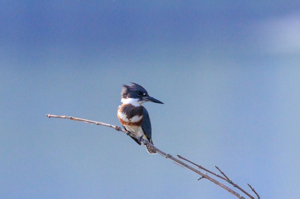Belted Kingfisher