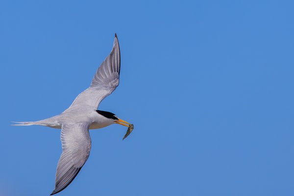 Least Tern